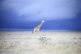 Bernd Heine, Kenya 1986 - 1972